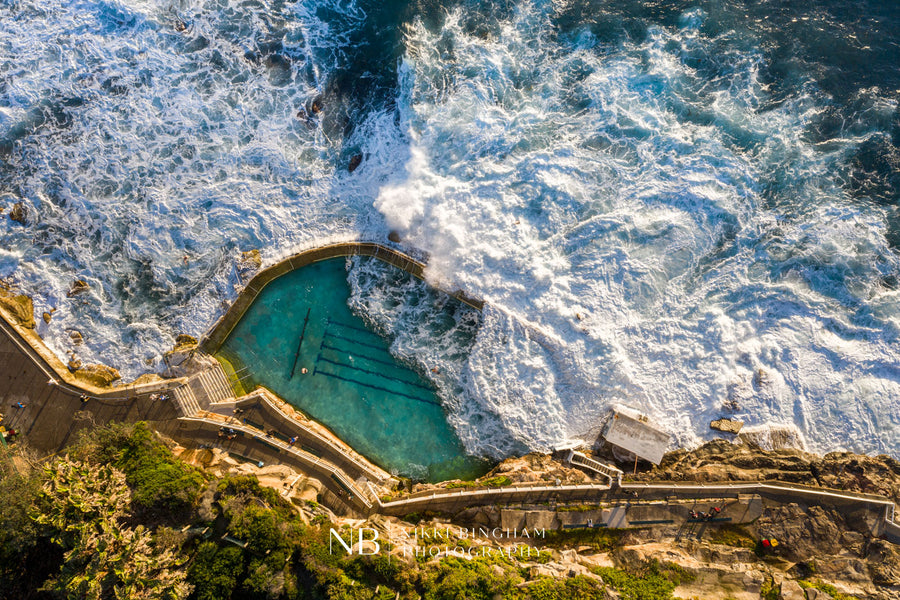 Wild Bronte